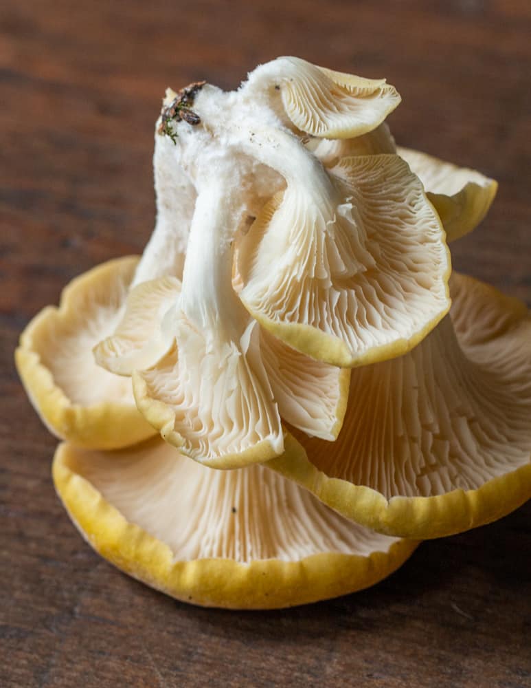 upside down mature golden oyster mushroom showing the gills
