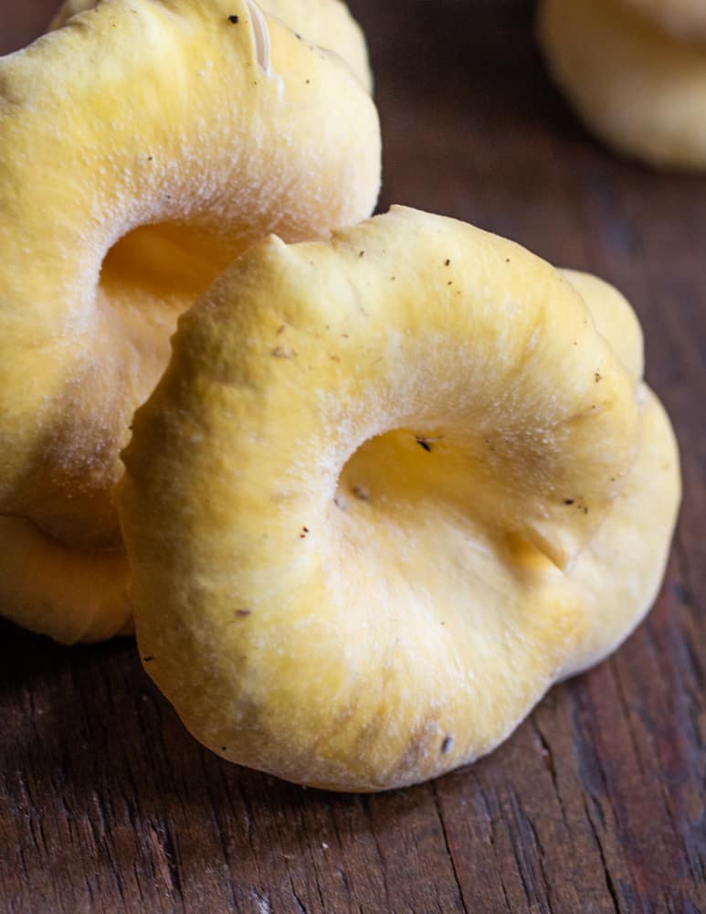 mature golden oyster mushroom cap with natural white spore print