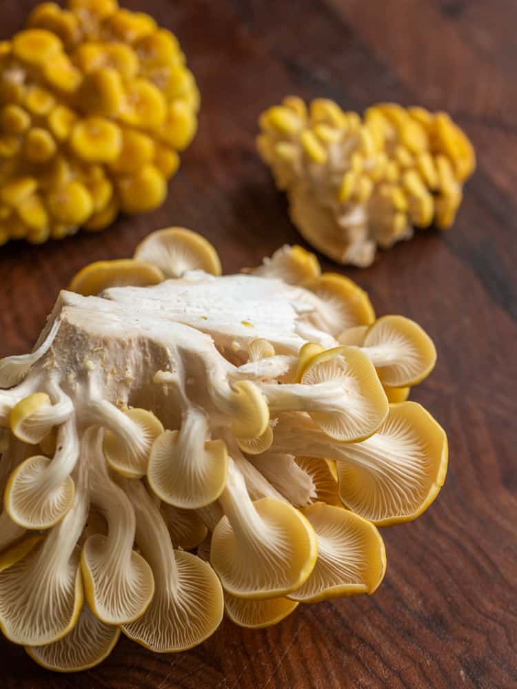 upside down cluster of golden oyster mushrooms showing the gills