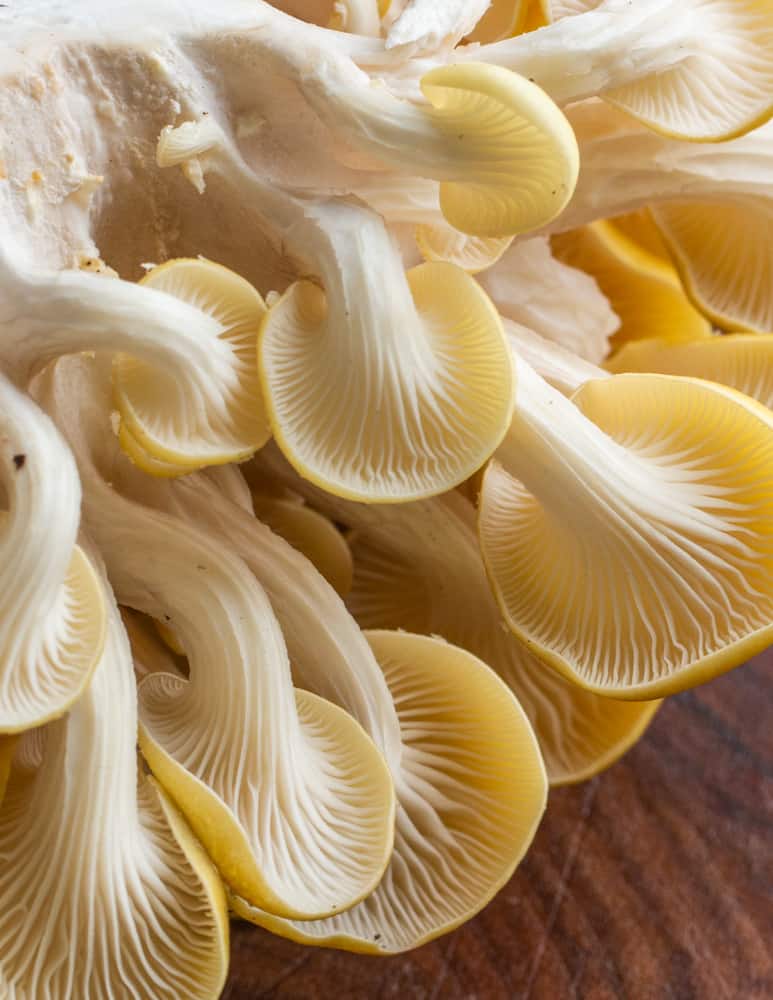 close up of the gills on golden oyster mushrooms