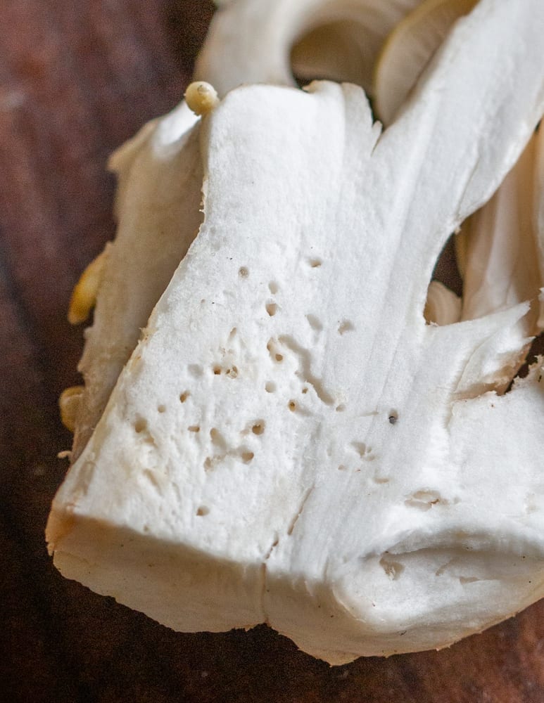 larvae holes in a golden oyster mushroom stem