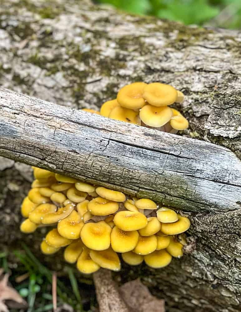 very young golden oyster mushrooms growing on a log