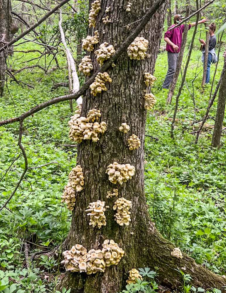 Old golden oyster mushrooms growing on a dead elm tree 