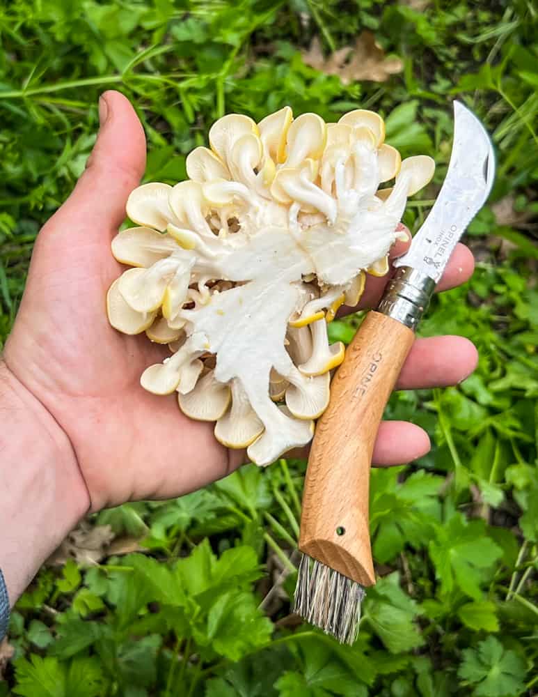 A perfect cluster of golden oyster mushrooms 