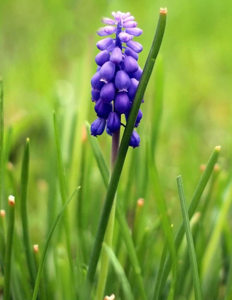 Edible grape hyacinth or leopolida comosum