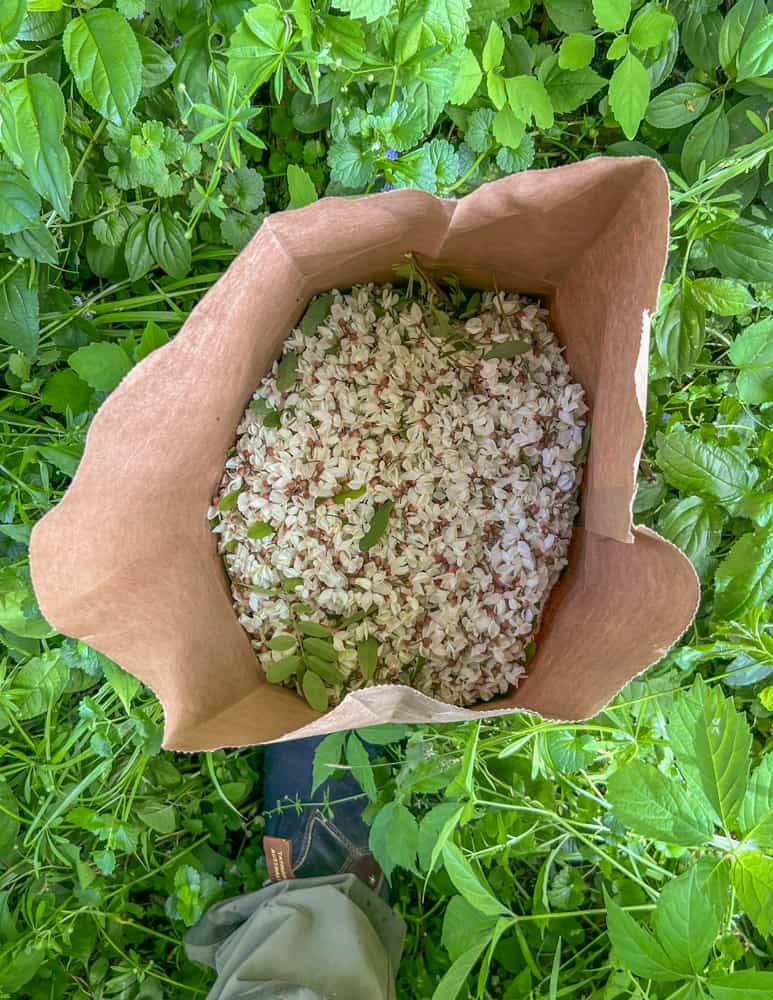 Harvesting black locust flowers 