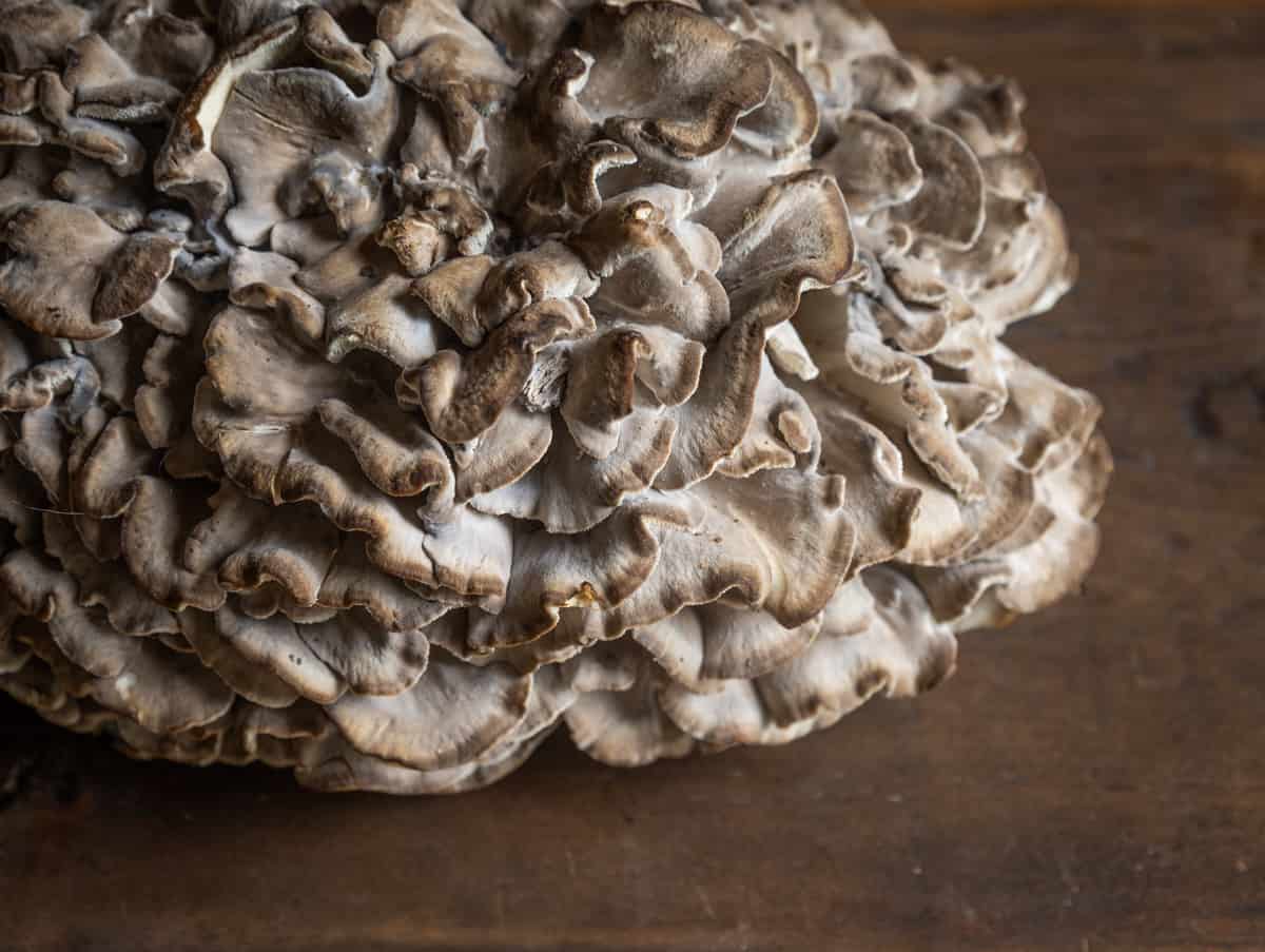 Hen of the woods, maitake, or Grifola frondosa mushrooms close up 