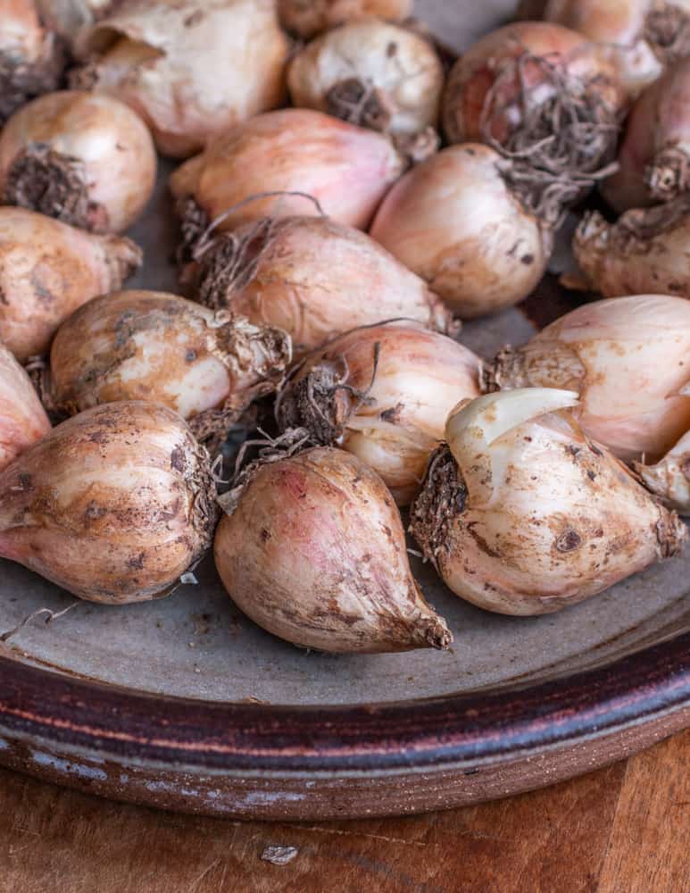 Edible hyacinth bulbs or lampascioni