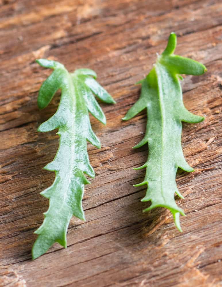 Oxeye daisy leaves (Leucanthemum vulgare)