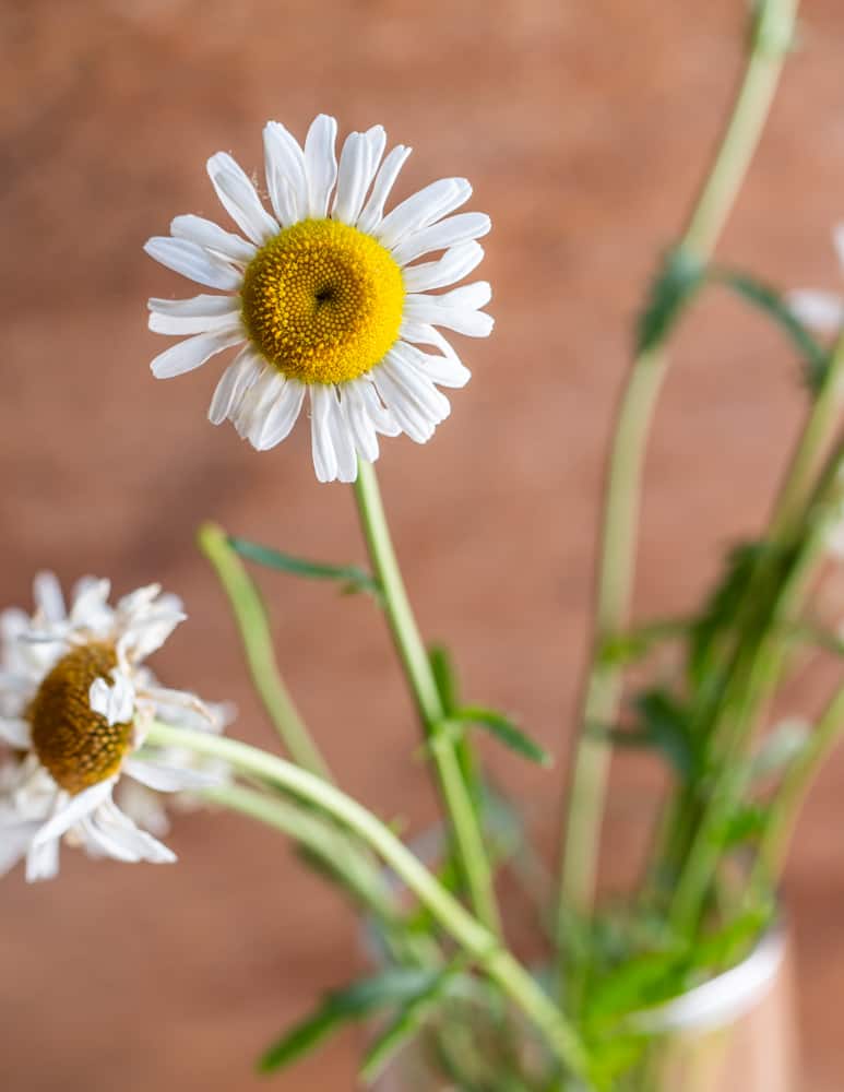 Ox eye daisy flowers (Leucanthemum vulgare)