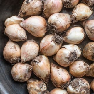 raw hyacinth bulbs or lampascsioni
