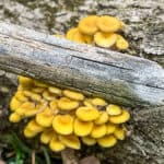 Wild yellow oyster mushrooms