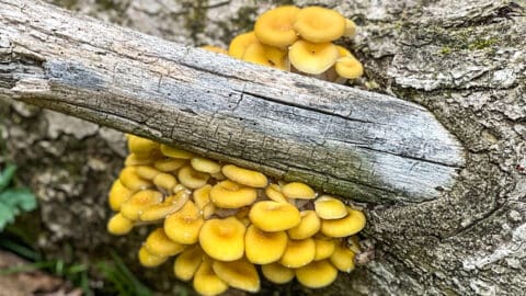 Wild yellow oyster mushrooms