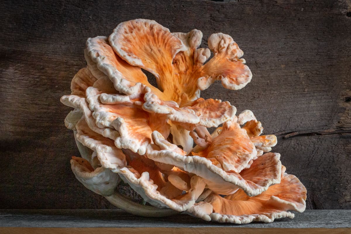 White pored chicken of the woods or Laetiporus cincinnatus