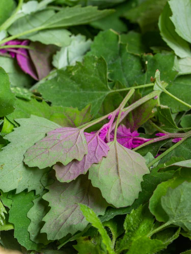 Wild spinach or pink lambs quarters (magenta spreen) 