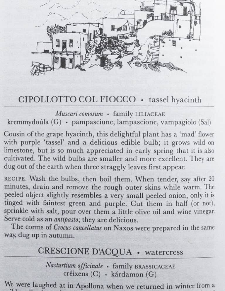 Lampascioni Southern Italy's Edible Hyacinth Bulbs