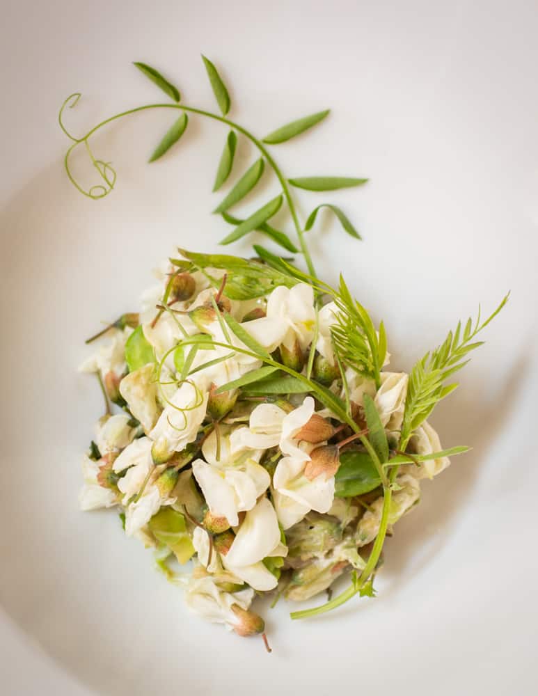 Black Locust Flower Salad  with vetch shoots 