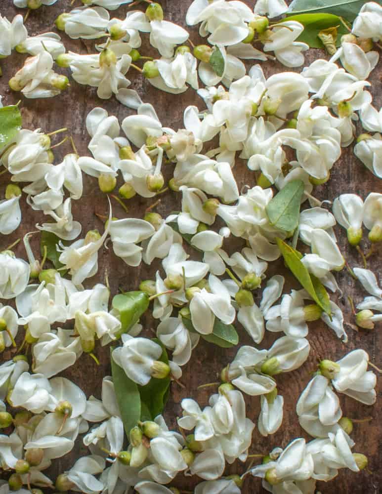 Black locust flowers with leaves 