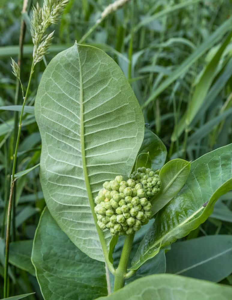 Milkweed buds or Asclepias syriaca outside