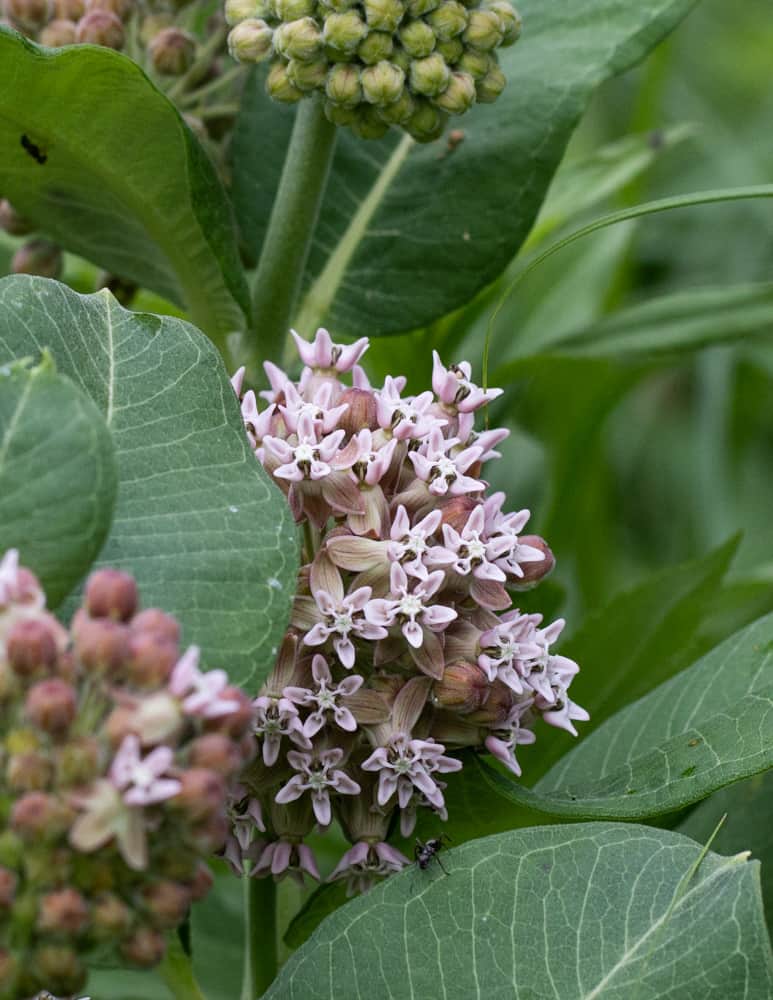 Asclepias syriaca milkweed flowers