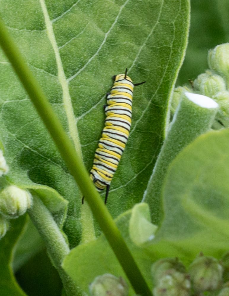 Monarch caterpillar eating milkweed