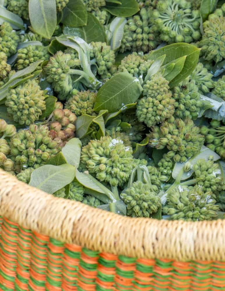 A basket of milkweed buds