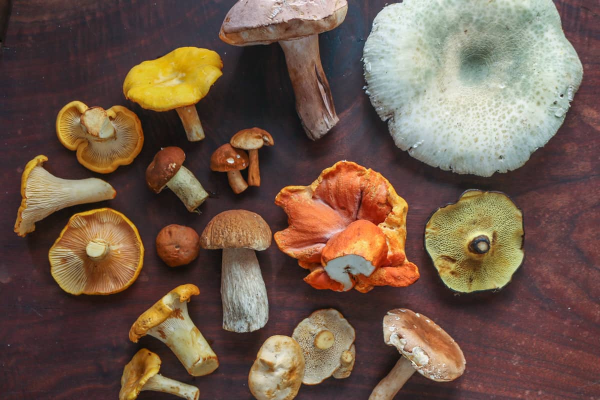 A mix of many different wild mushrooms