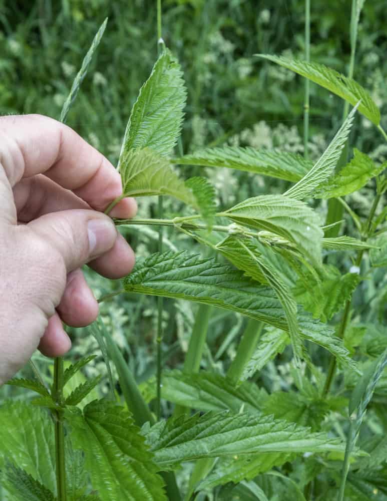 Edible stinging nettle tops 