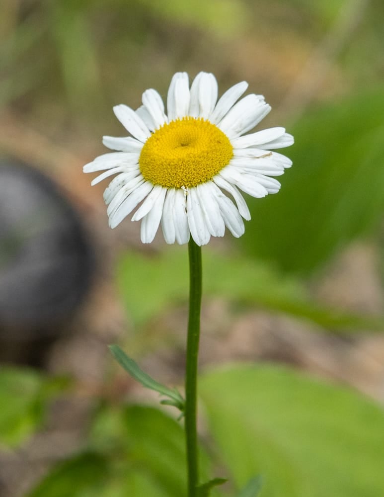 Ox eye daisy flowers (Leucanthemum vulgare)