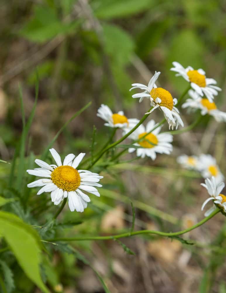 Ox eye daisy flowers (Leucanthemum vulgare)