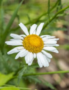 Foraging and Cooking Oxeye Daisy (Leucanthemum vulgare)