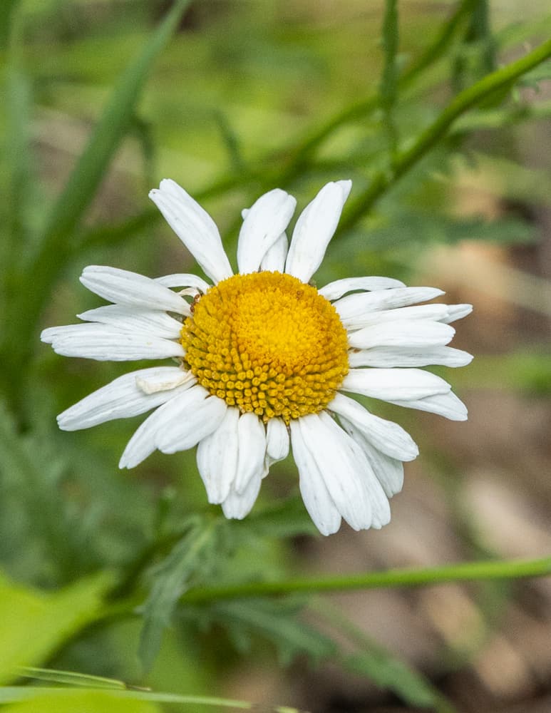 Daisies, white flowers with yellow centers, create a spring or