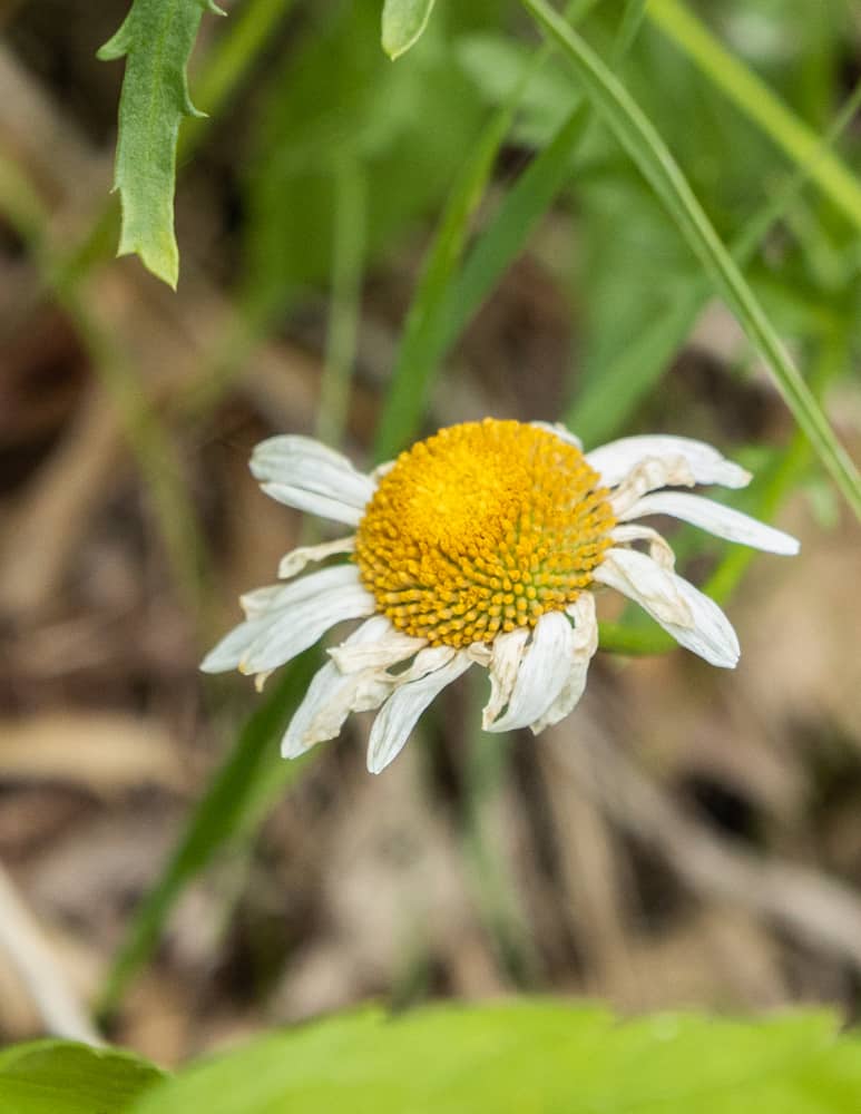 An old Ox eye daisy flower (Leucanthemum vulgare)