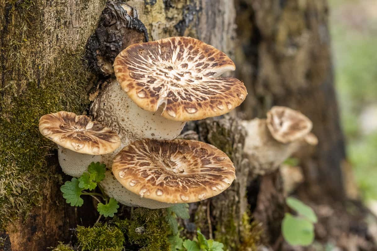 Pheasant back or dryad saddle mushrooms (Cerioporus squamosus) on a box elder tree