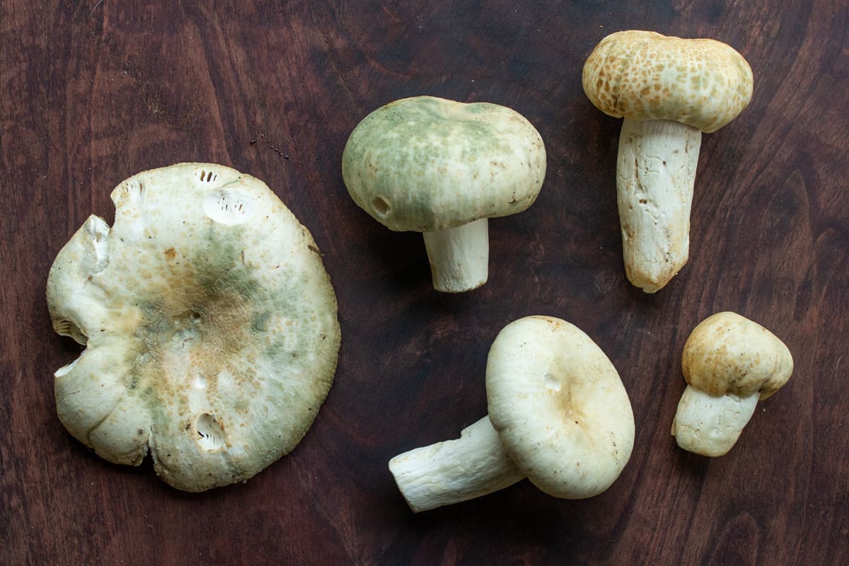 Young and old quilted green russulas or Russula parovirescens