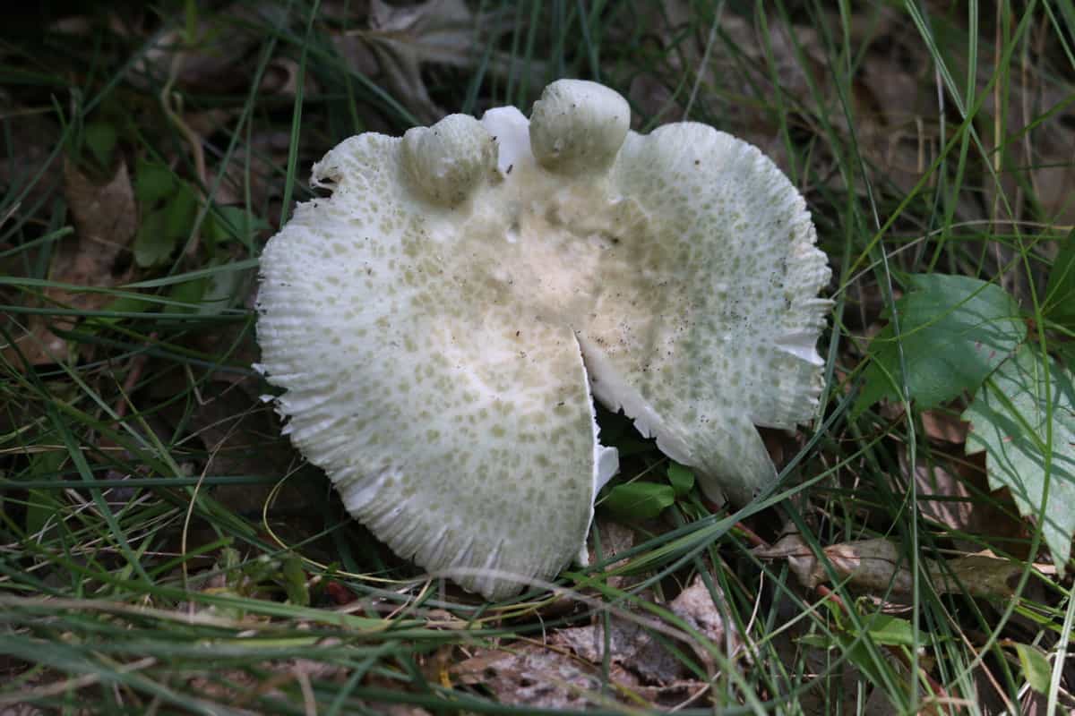 Russula parovirescens, the quilted green russula in the woods