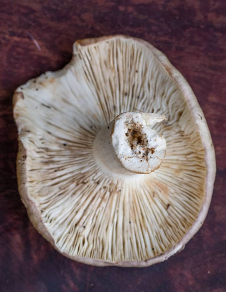 Russula parvovirescens, the quilted green brittle gill showing the buggy stem