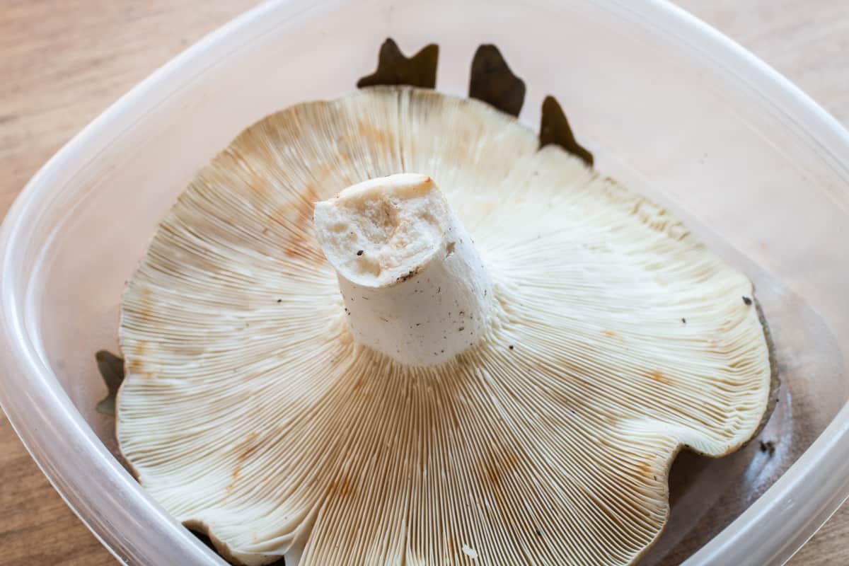 russula virescens mushroom stored in a tupperware container to protect it's shape