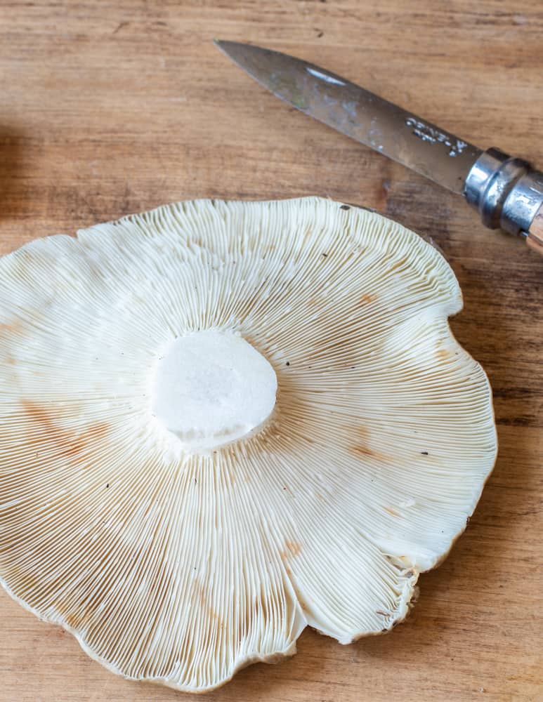 A mature russula parvovirescens with a bug-free stems 