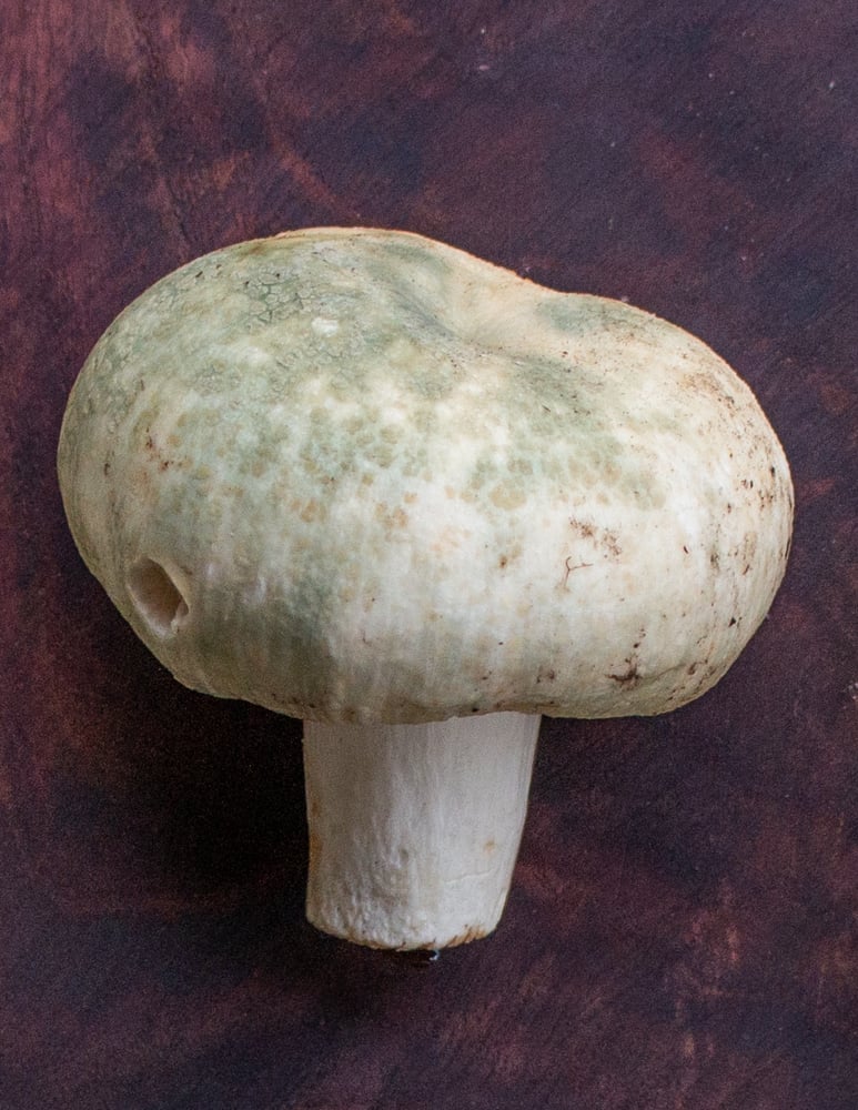 young russula parvovirescens showing a mottled green cap