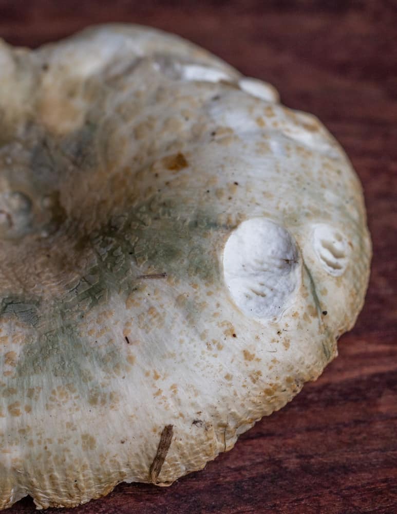 close up on the cap of an older russula parvovirescens 