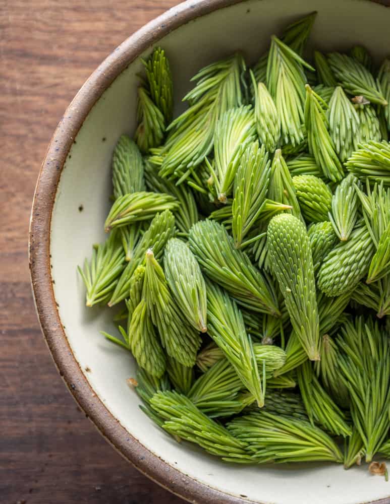 White spruce tips 