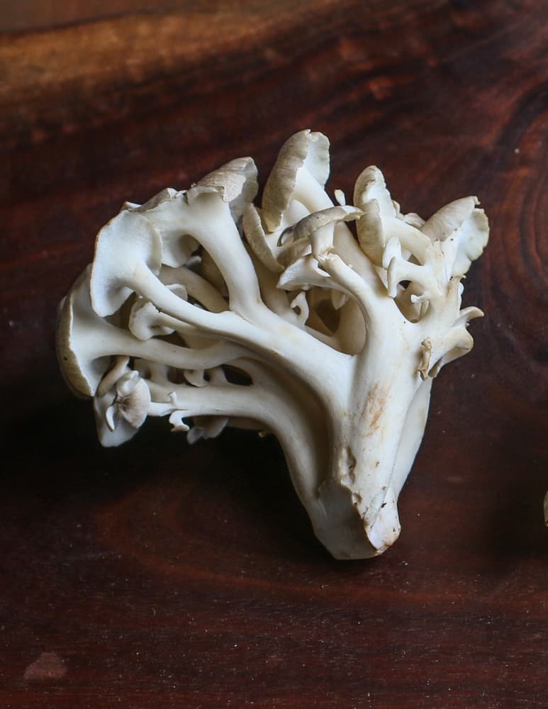 Umbrella polypore mushroom or Zhu Ling (Polyporus umbellatus)