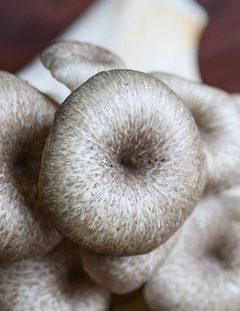 Umbrella polypore mushroom or Zhu Ling (Polyporus umbellatus)