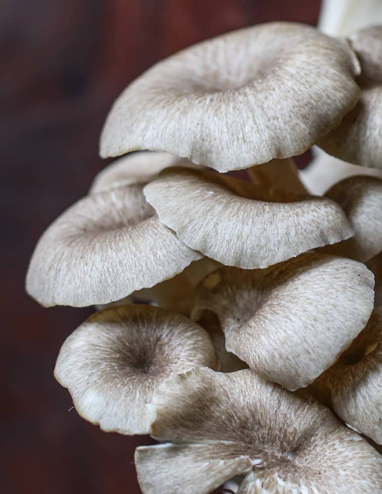 close up of the umbrella shaped caps of P. umbellatus