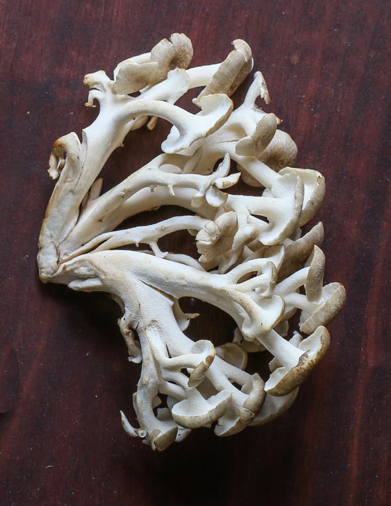 Umbrella polypore or Zhu Ling (Polyporus umbellatus)