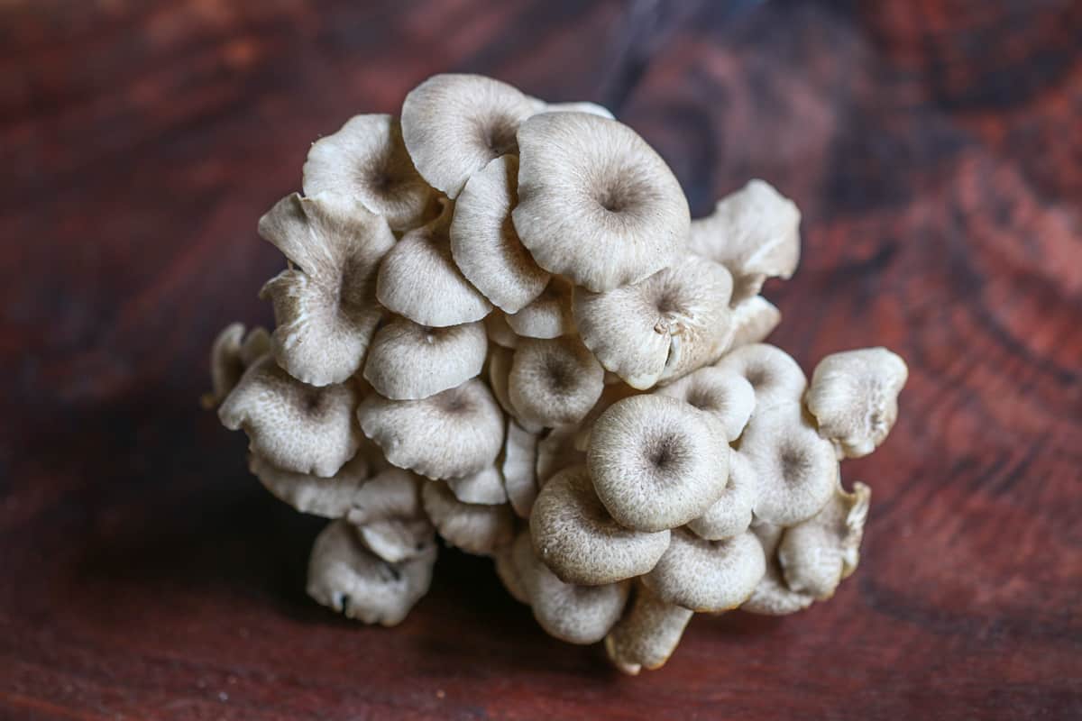 Umbrella polypore mushroom or Zhu Ling (Polyporus umbellatus) 