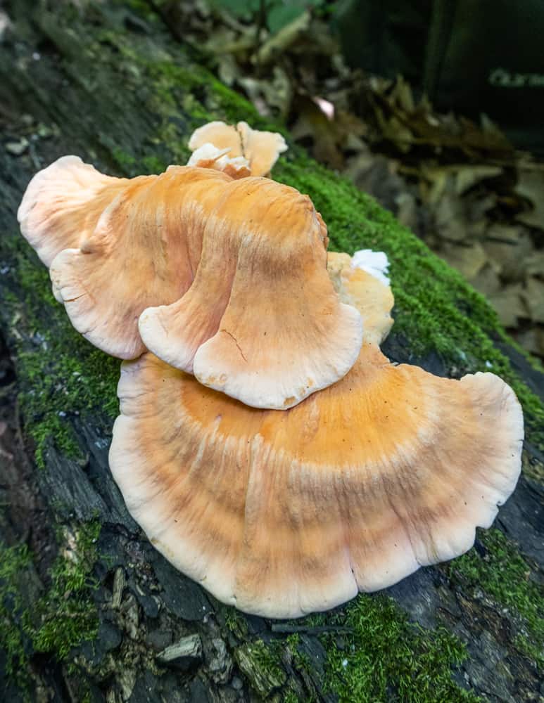 White pored chicken of the woods mushroom (Laetiporus cincinnatus) 