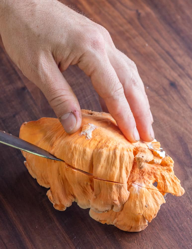 Cutting white pored chicken of the wood or Laetiporus cincinnatus