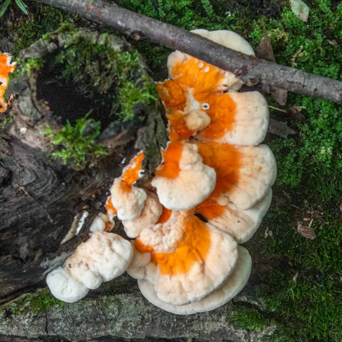 a young white pored chicken of the woods on a log